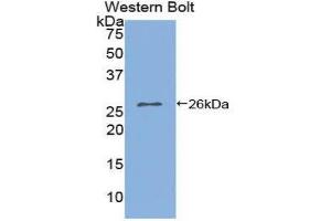 Western Blotting (WB) image for anti-Interleukin 2 Receptor, alpha (IL2RA) (AA 22-213) antibody (ABIN1859412) (CD25 Antikörper  (AA 22-213))