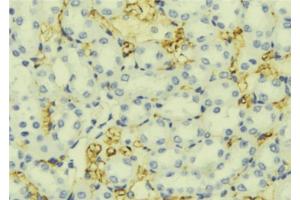 ABIN6276800 at 1/100 staining Mouse liver tissue by IHC-P. (UGT1A9 Antikörper  (C-Term))