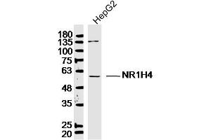 Lane 1: HepG2 lysates probed with Bile Acid Receptor NR1H4 Antibody  at 1:300 overnight at 4˚C. (NR1H4 Antikörper  (AA 175-280))