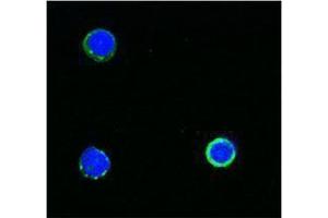 Immunofluorescence (IF) image for anti-CD3 (CD3) antibody (Biotin) (ABIN2660834) (CD3 Antikörper  (Biotin))