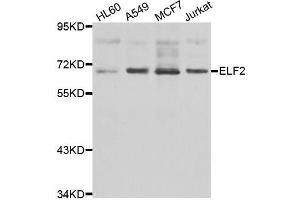 Western blot analysis of extracts of various cell lines, using ELF2 antibody. (ELF2 Antikörper  (AA 1-140))