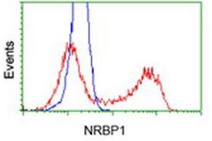 Flow Cytometry (FACS) image for anti-Nuclear Receptor Binding Protein 1 (NRBP1) antibody (ABIN1499823)