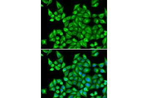 Immunofluorescence (IF) image for anti-Dehydrogenase/reductase (SDR Family) Member 9 (DHRS9) antibody (ABIN1980340) (DHRS9 Antikörper)