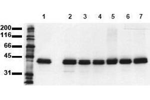 Western Blotting (WB) image for anti-Mitogen-Activated Protein Kinase 1 (MAPK1) (N-Term) antibody (ABIN126833) (ERK2 Antikörper  (N-Term))