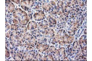 Immunohistochemical staining of paraffin-embedded Human pancreas tissue using anti-BECN1 mouse monoclonal antibody. (Beclin 1 Antikörper)