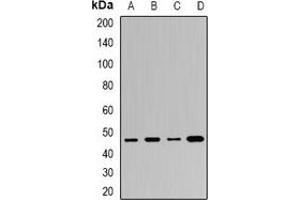 Western blot analysis of BAF53B expression in HL60 (A), Hela (B), HepG2 (C), mouse brain (D) whole cell lysates. (Actin-Like 6B Antikörper)