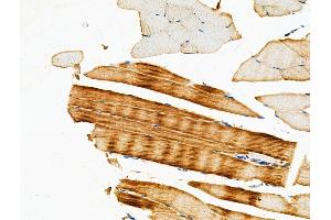 ABIN6259148 and ABIN6275431 at 1/100 staining Mouse muscle tissue by IHC-P.