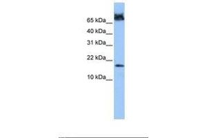 Image no. 1 for anti-FUN14 Domain Containing 1 (FUNDC1) (N-Term) antibody (ABIN6739392)
