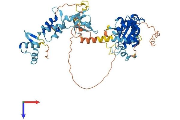GIN1 Protein (AA 1-522) (His tag)