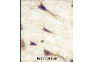 Formalin-fixed and paraffin-embedded human brain tissue reacted with EPHA5 Monoclonal Antibody (ABIN387809 and ABIN2843902) , which was peroxidase-conjugated to the secondary antibody, followed by DAB staining. (EPH Receptor A5 Antikörper)