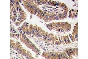 Immunohistochemistry (IHC) image for anti-Bone Morphogenetic Protein 4 (BMP4) (AA 5-34) antibody (ABIN3030177)