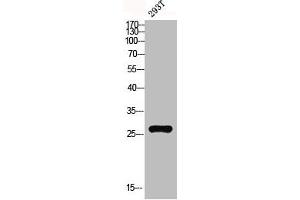 Western blot analysis of 293T lysis using MRP-L10 antibody. (MRPL1 Antikörper  (C-Term))
