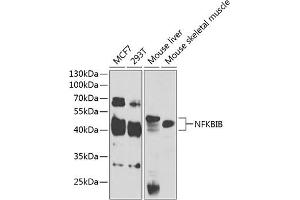 Western blot analysis of extracts of various cell lines, using NFKBIB antibody (ABIN6130475, ABIN6144584, ABIN6144585 and ABIN6221459) at 1:1000 dilution. (NFKBIB Antikörper  (AA 1-356))