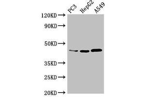 Western Blot Positive WB detected in: PC-3 whole cell lysate, HepG2 whole cell lysate, A549 whole cell lysate All lanes: DNMT3L antibody at 3. (DNMT3L Antikörper  (AA 1-234))
