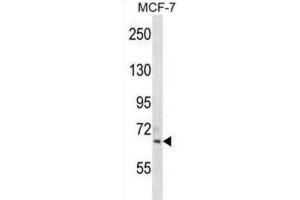 Western Blotting (WB) image for anti-Sialic Acid Binding Ig-Like Lectin 11 (SIGLEC11) antibody (ABIN2998652)