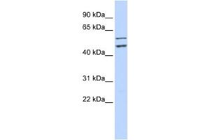 WB Suggested Anti-CDC20 Antibody Titration:  0. (CDC20 Antikörper  (N-Term))