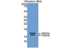 Western Blotting (WB) image for anti-Vasoactive Intestinal Peptide (Vip) (AA 29-165) antibody (ABIN1860941) (Vip Antikörper  (AA 29-165))