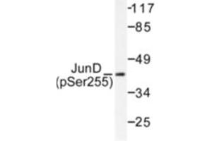 Image no. 2 for anti-Jun D Proto-Oncogene (JUND) (pSer255) antibody (ABIN318059) (JunD Antikörper  (pSer255))