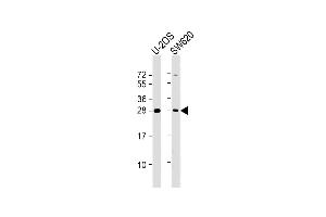 All lanes : Anti-TK1 Antibody (Center) at 1:2000 dilution Lane 1: U-2OS whole cell lysate Lane 2: S whole cell lysate Lysates/proteins at 20 μg per lane. (TK1 Antikörper  (AA 139-173))