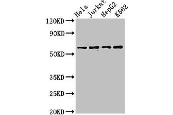 SMARCD1 anticorps  (AA 7-124)