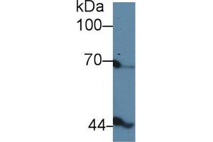 Western blot analysis of Chicken Serum, using Chicken INHbB Antibody (5 µg/ml) and HRP-conjugated Goat Anti-Rabbit antibody ( (INHBB Antikörper  (AA 277-391))