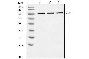 Western blot analysis of AGO1 using anti-AGO1 antibody (ABIN7599960). (AGO1 Antikörper  (AA 131-171))