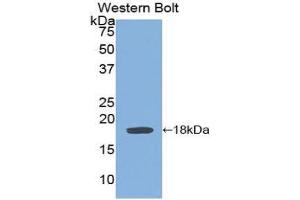 Western Blotting (WB) image for anti-Interleukin 6 Signal Transducer (Gp130, Oncostatin M Receptor) (IL6ST) (AA 606-756) antibody (ABIN1859040) (CD130/gp130 Antikörper  (AA 606-756))