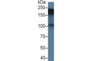 Rabbit Capture antibody from the kit in WB with Positive Control:  Rat Placenta lysate. (TNC ELISA Kit)