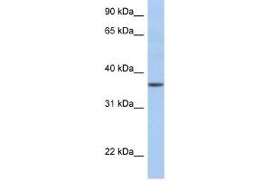 LFNG antibody used at 1 ug/ml to detect target protein. (LFNG Antikörper  (N-Term))