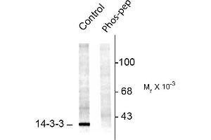 Western blots of rat brainstem lysate showing specific immuno- labeling of the ~29k 14-3-3 protein phosphorylated at Ser58 (Control). (YWHAB Antikörper  (pSer58))