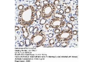 Human kidney (ENO1 Antikörper  (Middle Region))