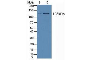 Figure. (JAK2 Antikörper  (AA 508-800))