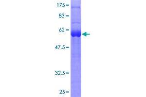 SPRY1 Protein (AA 1-319) (GST tag)