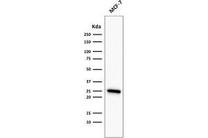 Western Blot Analysis of MCF-7 cell lysate using Bcl-2 Mouse Recombinant Monoclonal Antibody (rBCL2/782). (Rekombinanter Bcl-2 Antikörper)