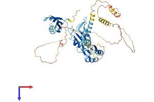 CELF2 Protein (AA 1-508) (His tag)