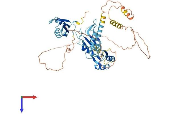 CELF2 Protein (AA 1-508) (His tag)