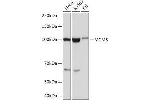 MCM3 Antikörper