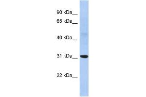 WB Suggested Anti-NP Antibody Titration:  0. (NP (Middle Region) Antikörper)