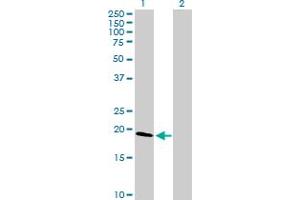 Western Blot analysis of CLDN1 expression in transfected 293T cell line by CLDN1 MaxPab polyclonal antibody. (Claudin 1 Antikörper  (AA 1-211))