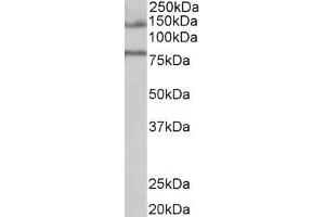 ABIN238631 (1µg/ml) staining of Human Brain (Hippocampus) lysate (35µg protein in RIPA buffer). (EPB41L5 Antikörper  (Internal Region))