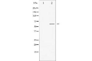 Western blot analysis of GABA-RB phosphorylation expression in COS7 whole cell lysates,The lane on the left is treated with the antigen-specific peptide. (GABA-RB (pSer434) Antikörper)