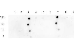 Histone H3 acetyl Lys18 antibody tested by dot blot analysis.