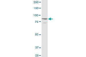 SOX30 MaxPab rabbit polyclonal antibody. (SOX30 Antikörper  (AA 1-501))