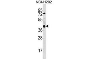 Western blot analysis of GTPBP10 Antibody (C-term) Cat. (GTPBP10 Antikörper  (C-Term))
