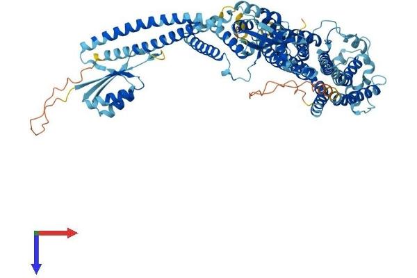 TCIRG1 Protein (AA 1-830) (His tag)