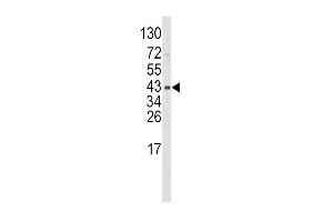 Western blot analysis of WNT5B Antibody (Center) (ABIN652544 and ABIN2842366) in mouse bladder tissue lysates (35 μg/lane). (WNT5B Antikörper  (AA 153-182))