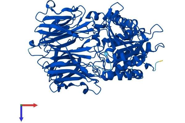 PREP Protein (AA 1-710) (His tag)
