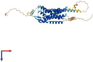 HCRTR2 Protein (AA 1-444) (His tag)