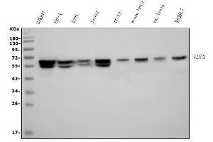 Western blot analysis of U2AF65/U2AF2 using anti-U2AF65/U2AF2 antibody (ABIN7600795).