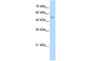 WB Suggested Anti-PRIM1 Antibody Titration:  1. (PRIM1 Antikörper  (N-Term))